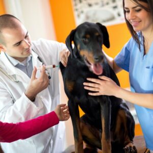 5 heartworm prevention medicines for dogs